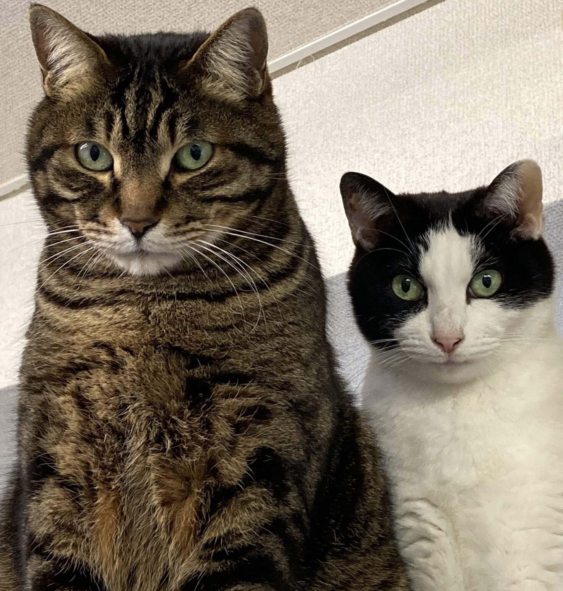 事務所の看板猫